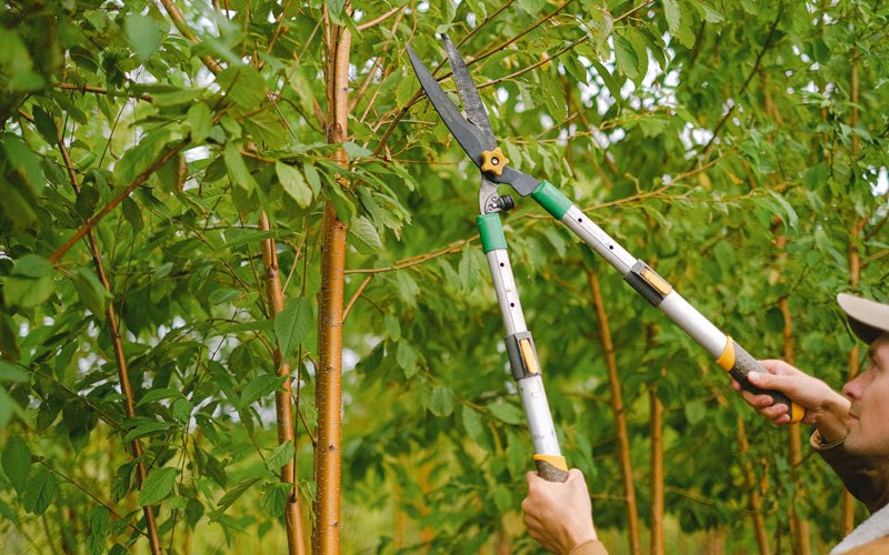 Tree trimming in North Beach, MD