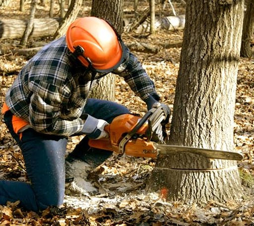Tree Removal in North Beach, MD